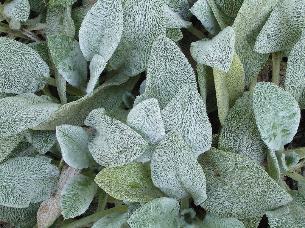 Peixinho da Horta Saiba Tudo Sobre Essa Planta