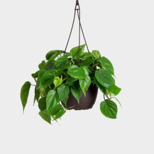 Philodendron Cordatum Um Guia Desta Planta