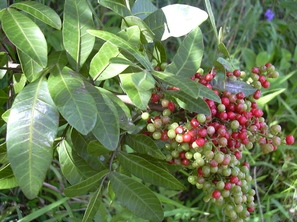 Pimenteira Rosa: Um Guia Completo