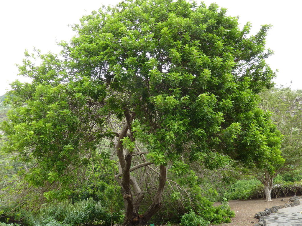 Pimenteira Rosa Um Guia Completo Desta Planta