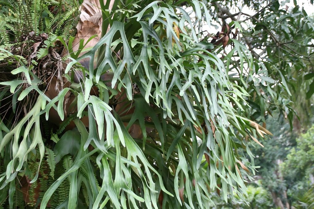 Planta Chifre de Veado Guia Completo Para Você