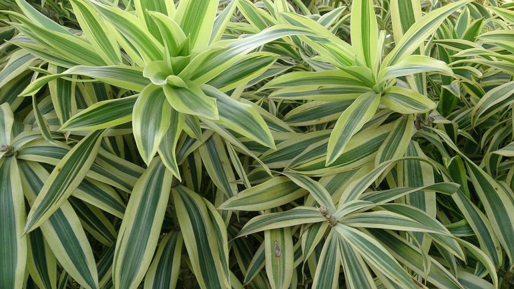 Pleomele Verde: Saiba Tudo Sobre Essa Planta 