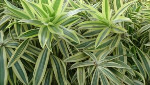 Pleomele Verde Saiba Tudo Sobre Essa Planta
