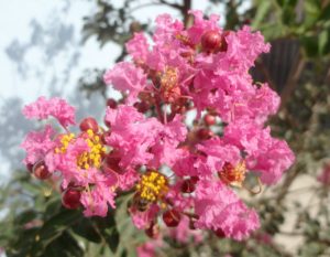 Resedá Um Guia Completo Desta Planta Linda