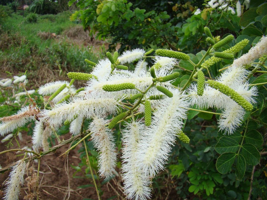 Sansão do Campo Saiba Tudo Sobre Essa Planta