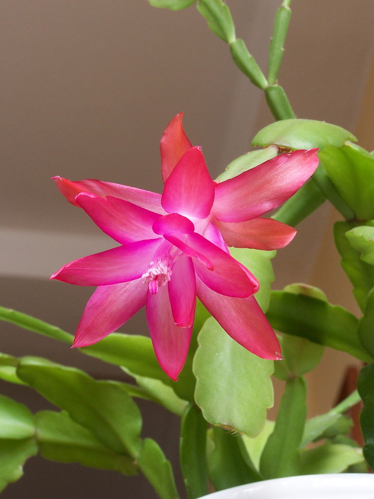 Suculentas Com Flores: Schlumbergera truncata