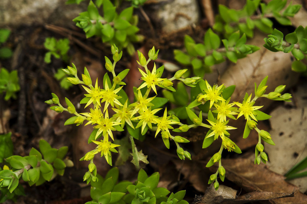 Sedum Sarmentosum Tudo Sobre Essa Suculenta