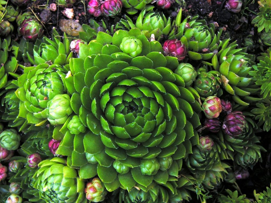 Sempervivum Globiferum Um Guia Desta Suculenta