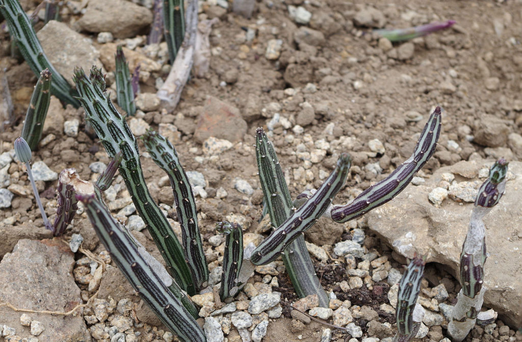 Senecio Stapeliiformis Um Guia Desta Suculenta