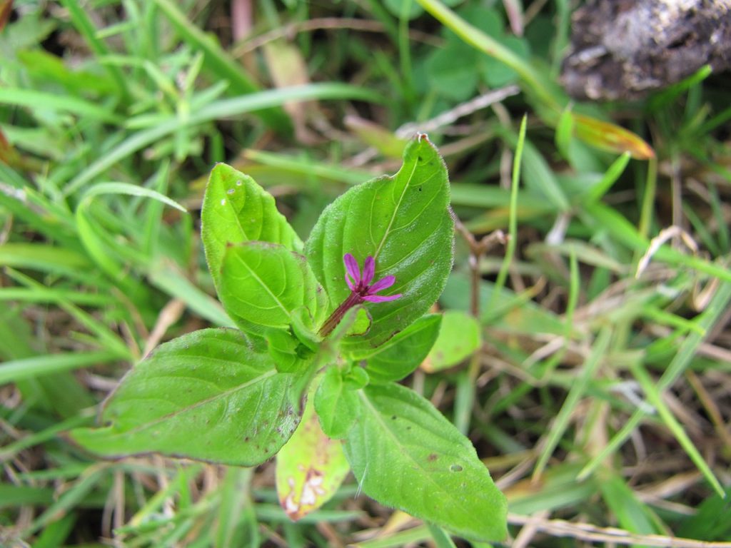 Sete Sangrias Um Guia Completo Desta Planta