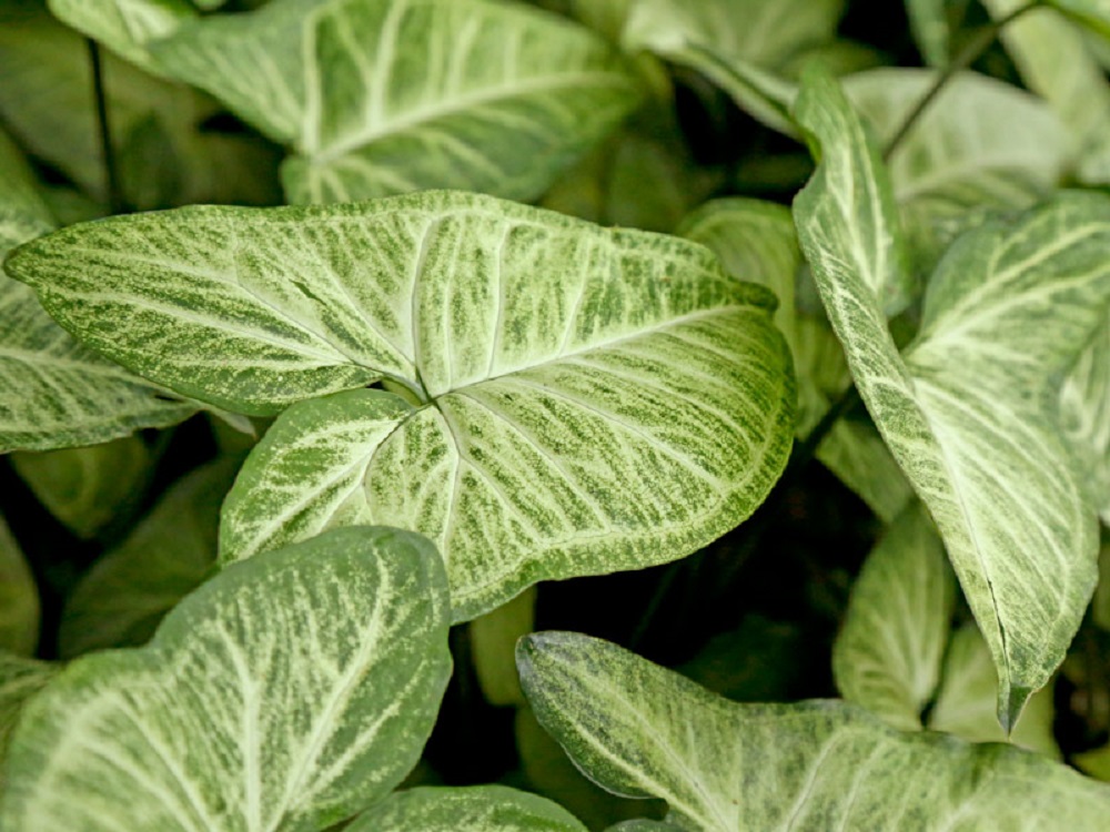 Singônio Um Guia Completo Sobre Essa Planta