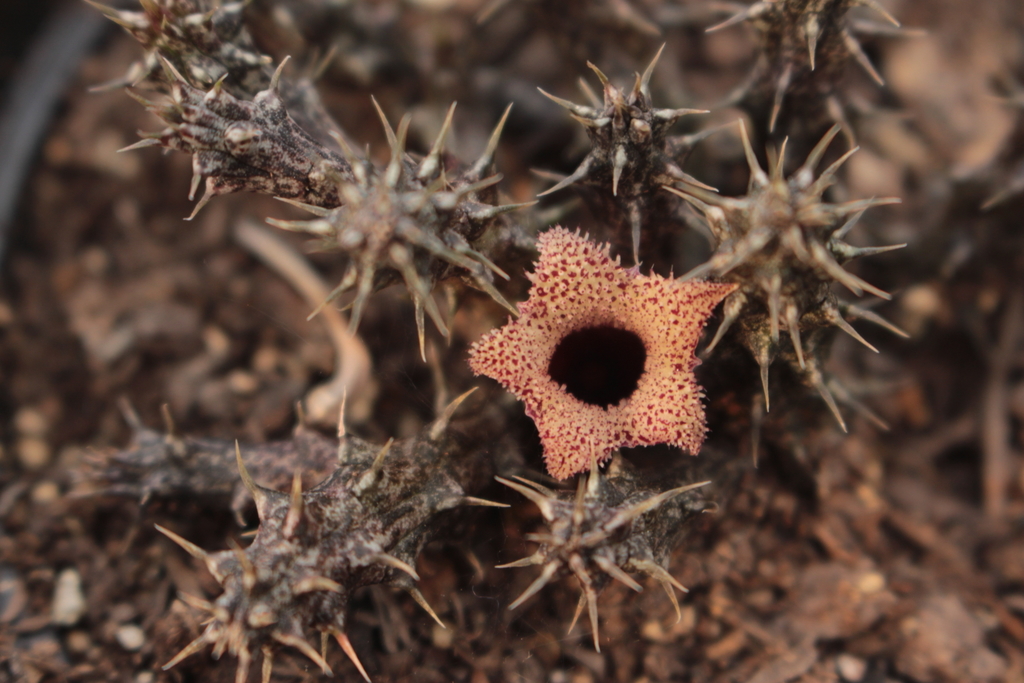 Stapelianthus Decaryi Tudo Sobre Essa Suculenta