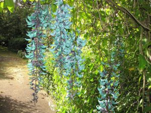 Trepadeira Jade Um Guia Completo Desta Planta