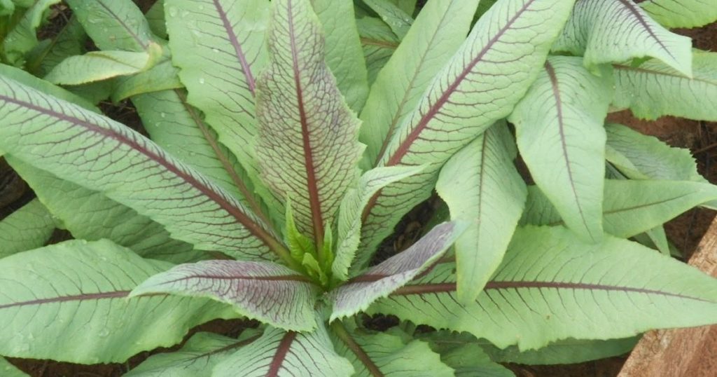 Almeirão Roxo Saiba Tudo Sobre Essa Planta