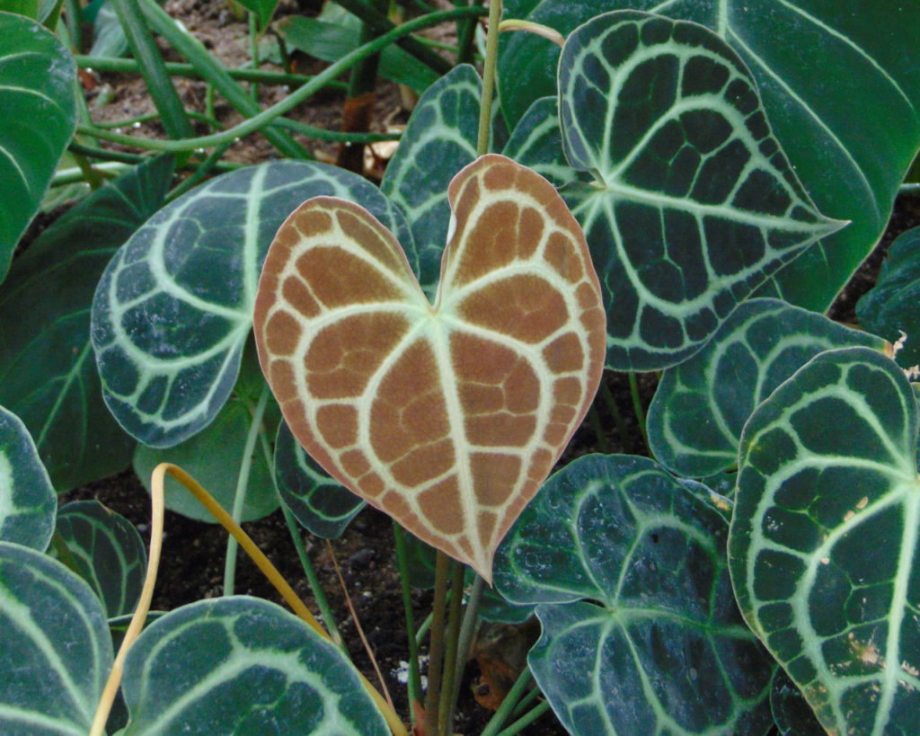 Anthurium Clarinervium Tudo Sobre Essa Planta