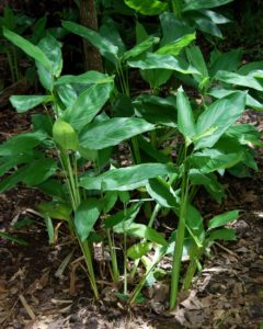 Araruta Saiba Tudo Sobre Essa Planta Incrível