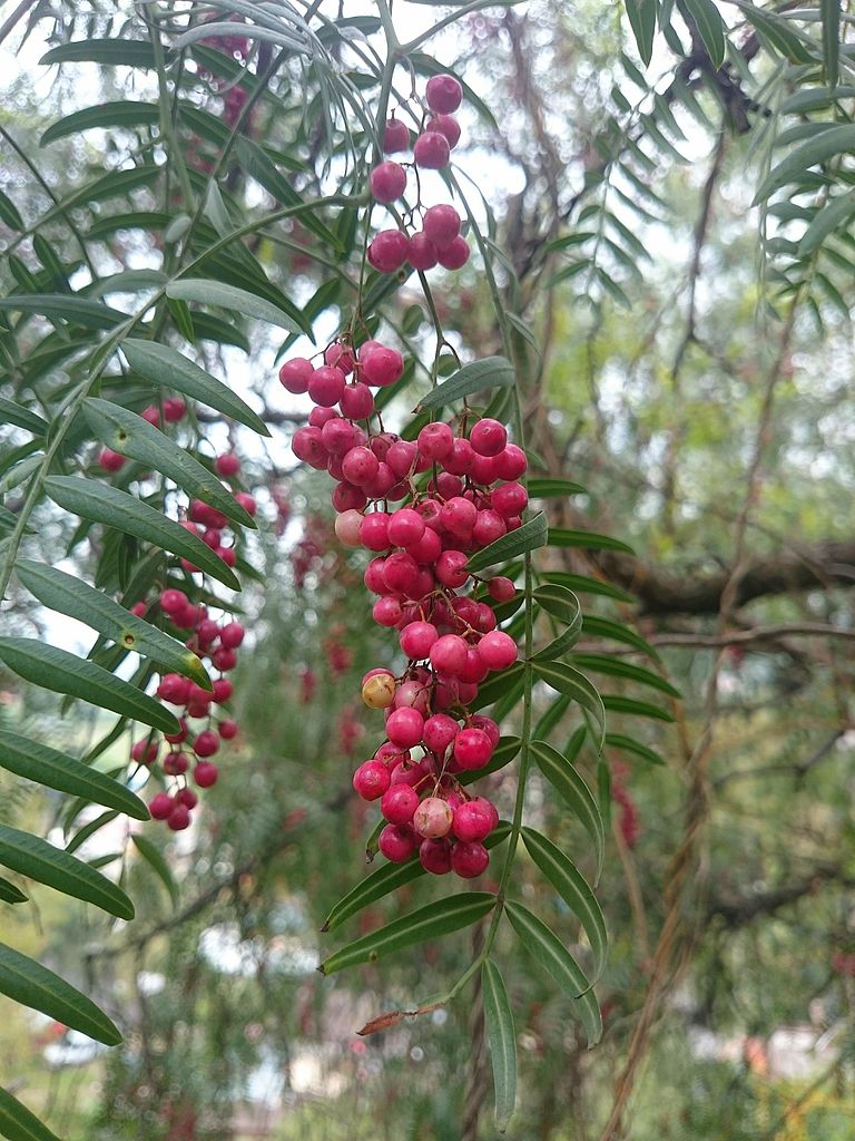 Aroeira Salsa: Conheça o Fruto