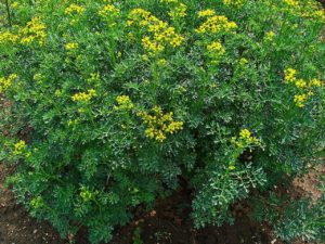 Arruda Saiba Tudo Sobre Essa Planta Incrível