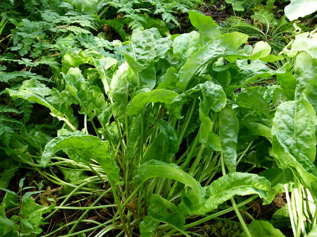 Azedinha Planta Um Guia Completo Desta Planta