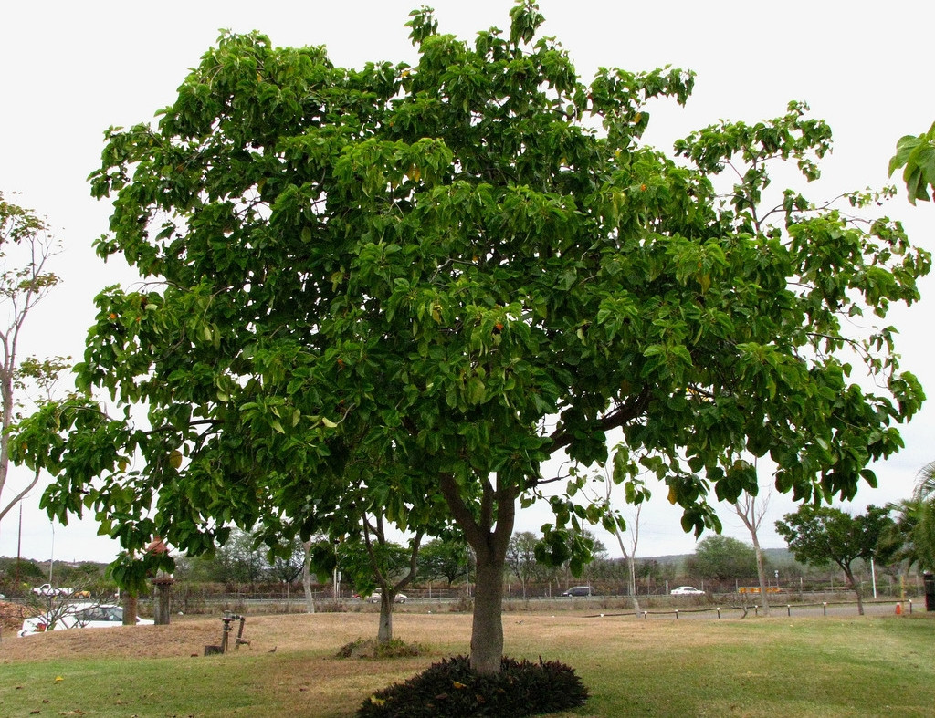 Babosa Branca Saiba Tudo Sobre Essa Planta