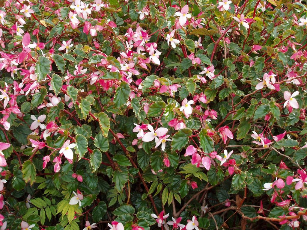 Begônia Asa de Anjo Um Guia Desta Planta