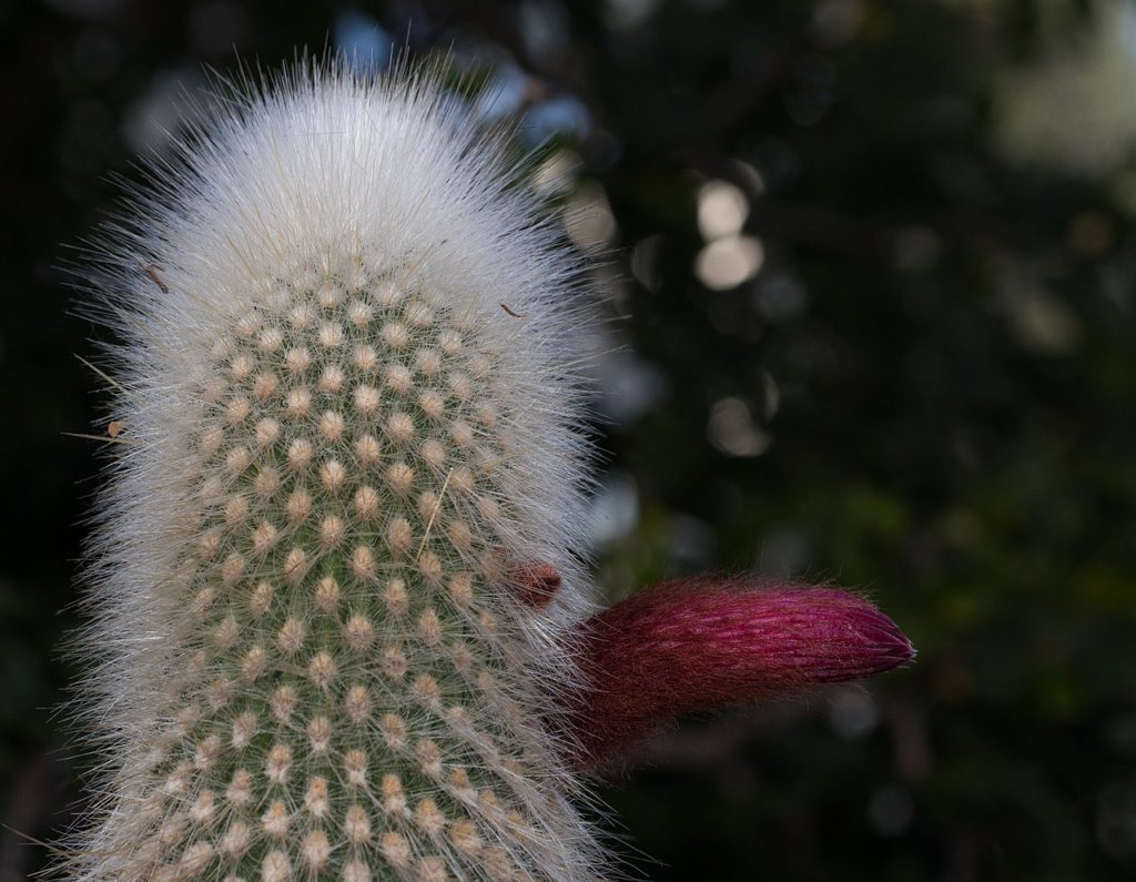 Cacto Tocha de Prata Tudo Sobre Essa Planta