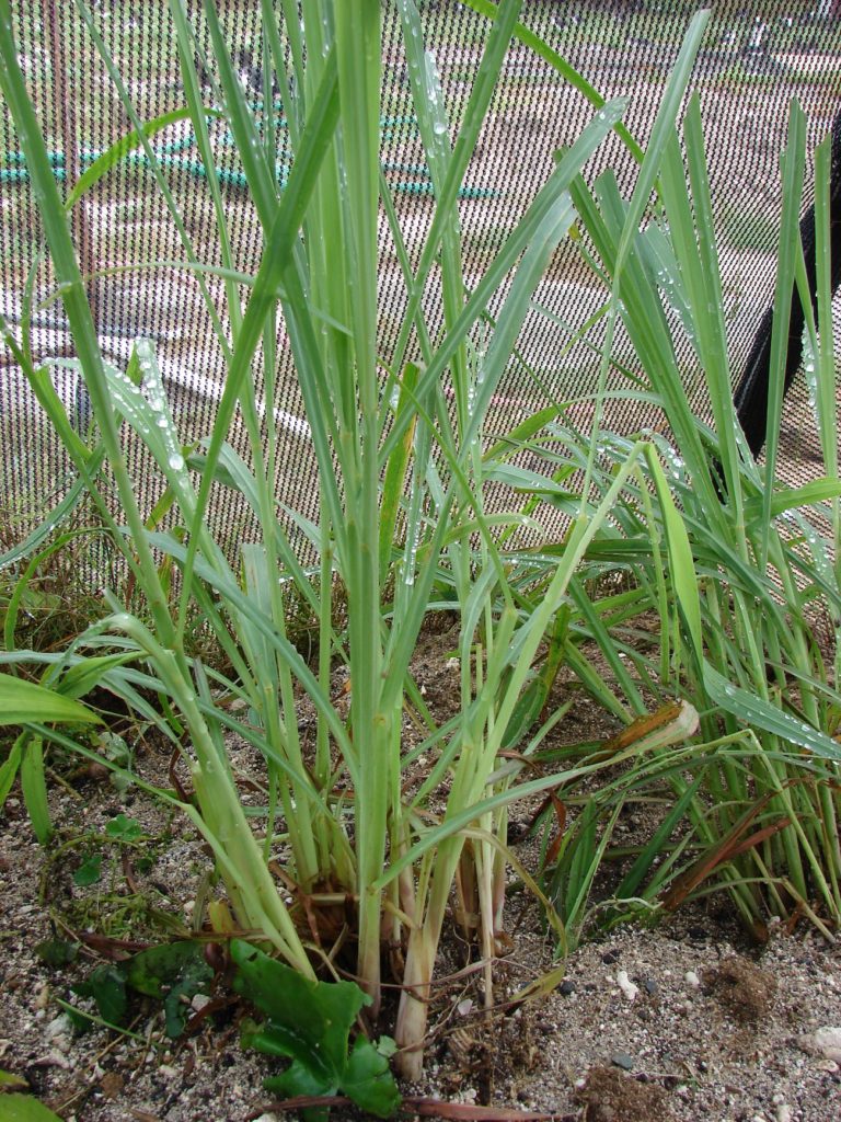 Capim Limão Um Guia Completo Desta Planta