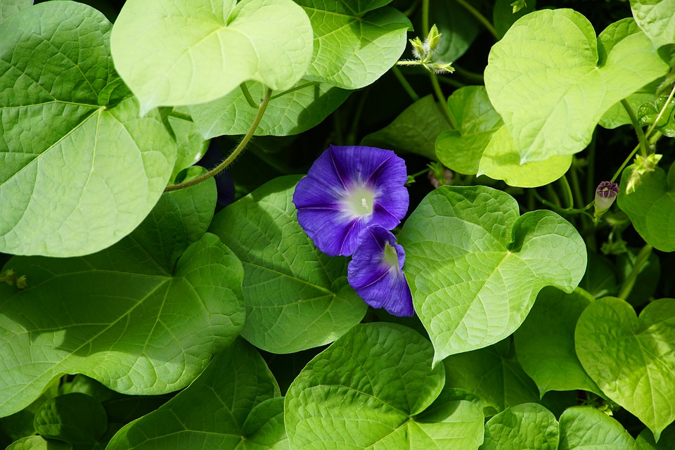 Corda de Viola Saiba Tudo Sobre Essa Planta