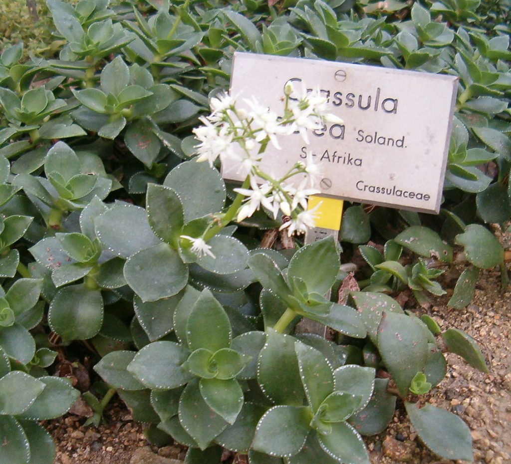 Crassula Lactea Guia Completo Desta Suculenta