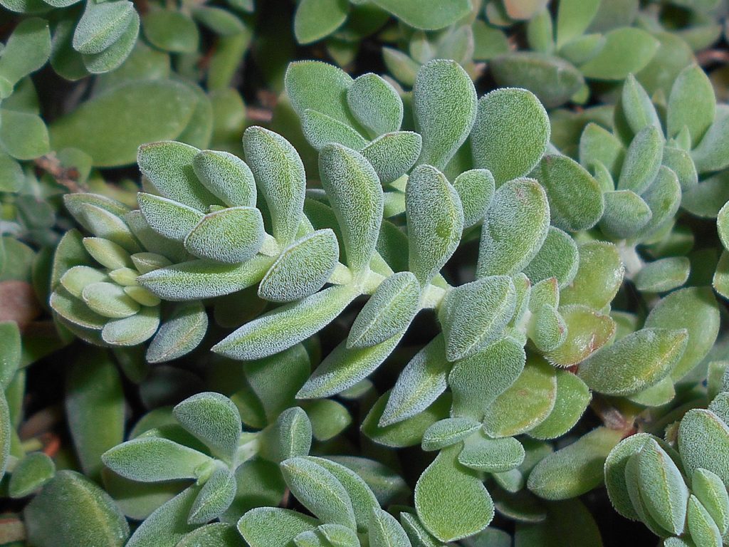 Crassula Lanuginosa Um Guia Desta Suculenta