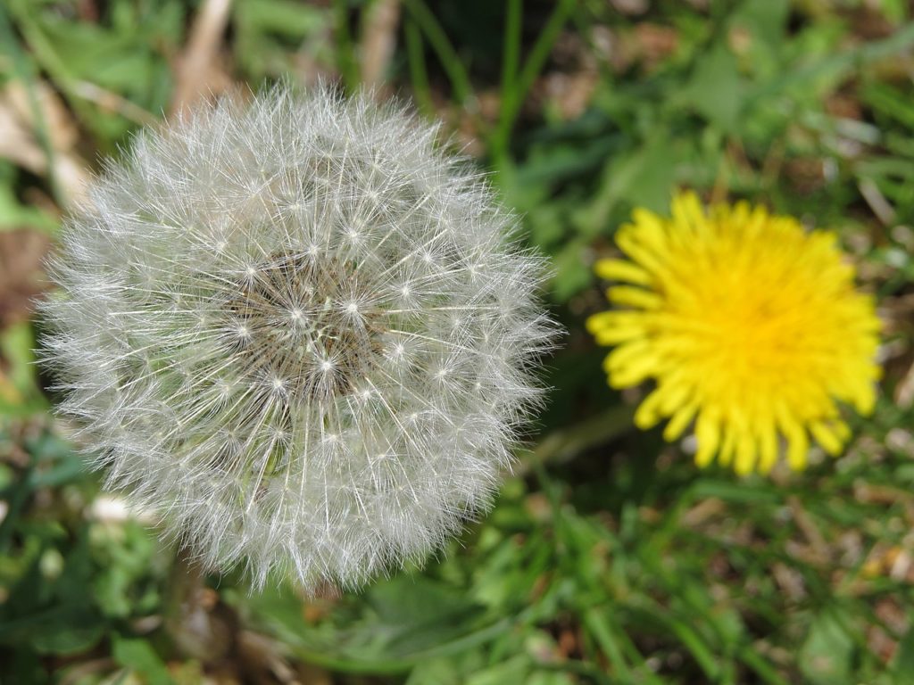 Dente de Leão: Saiba Tudo Sobre Essa Planta