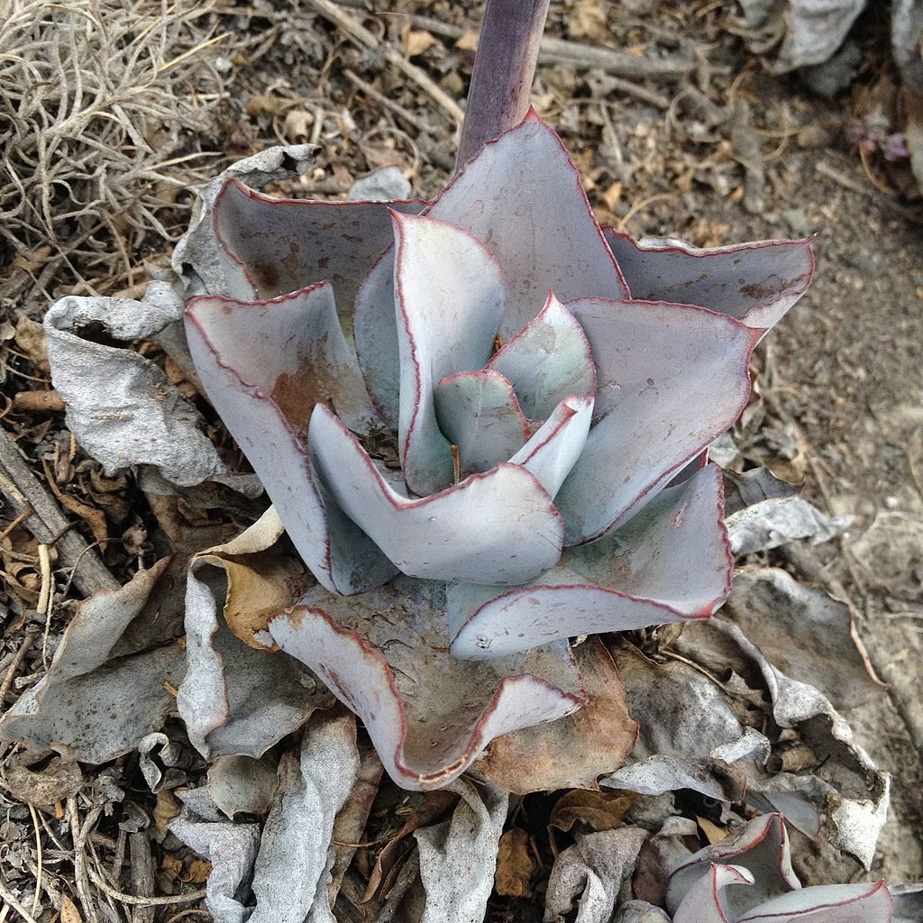 Echeveria Rubromarginata Um Guia Completo