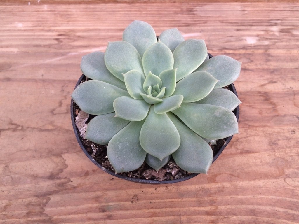 Echeveria Van Breen Um Guia Desta Suculenta