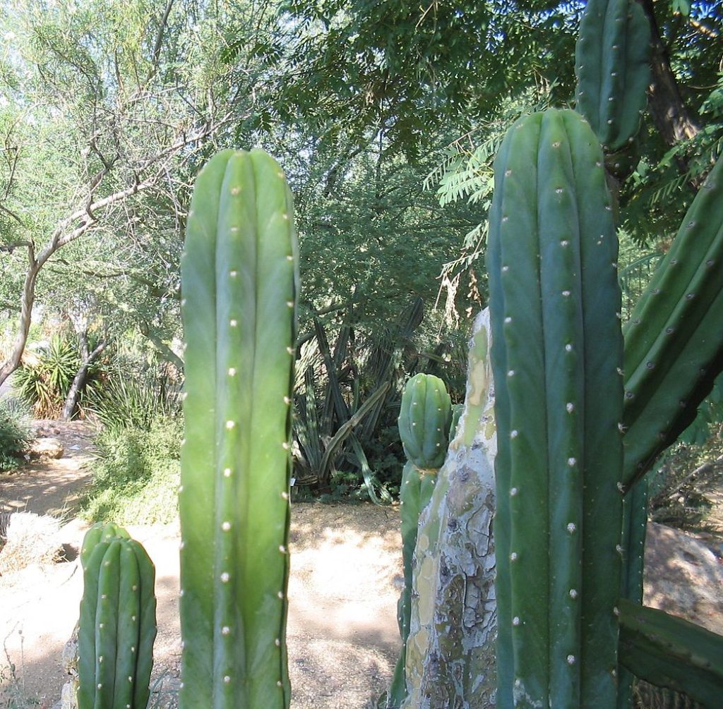 Echinopsis Pachanoi Um Guia Sobre Esse Cacto