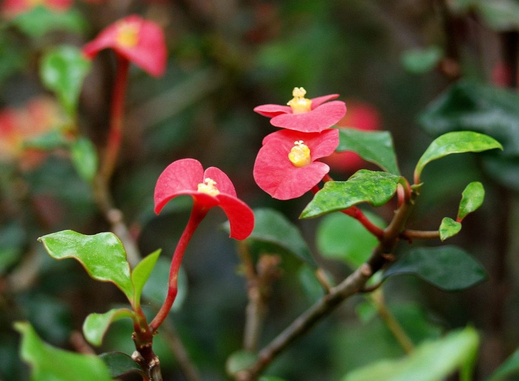 Euphorbia Geroldii Tudo Sobre Essa Suculenta