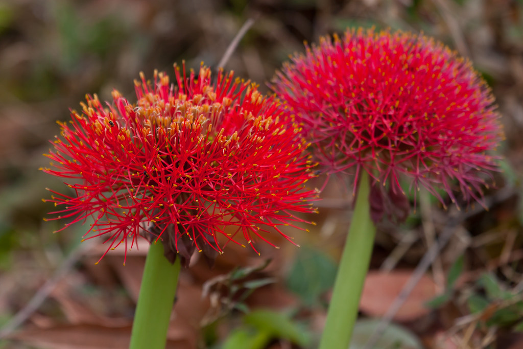 Flor Estrela de Natal Saiba Tudo Sobre Essa Planta