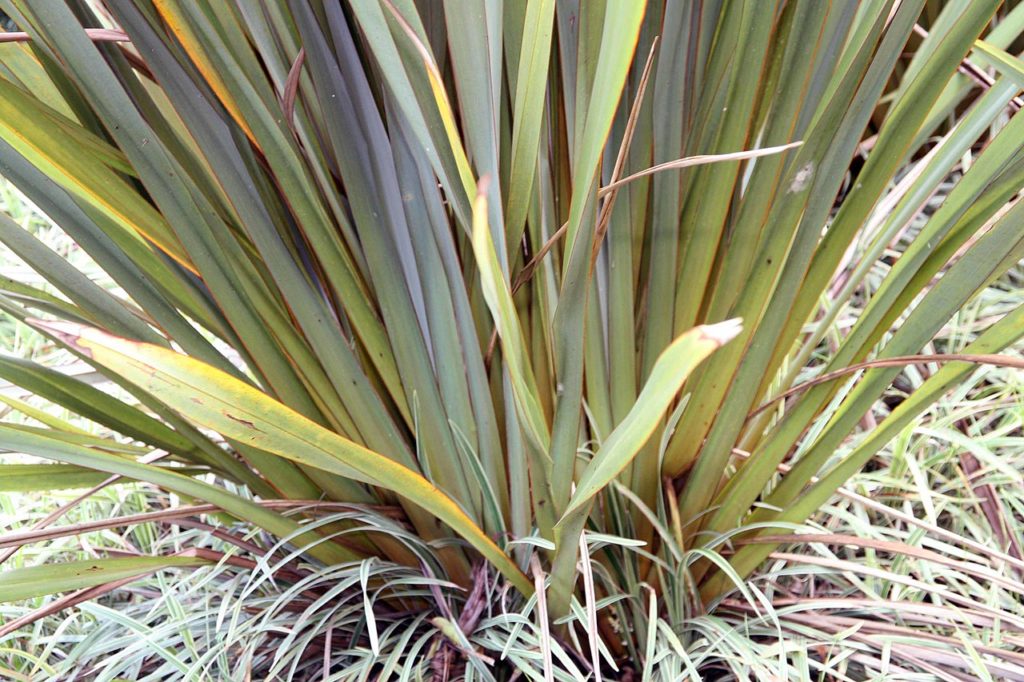 Formio Verde Saiba Tudo Sobre Essa Planta