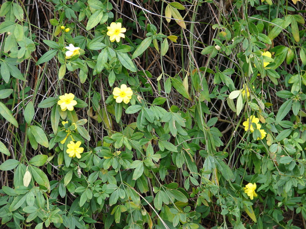 Jasmim Amarelo Um Guia Completo Desta Planta