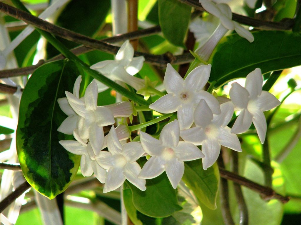 Jasmim de Madagascar Um Guia Desta Planta