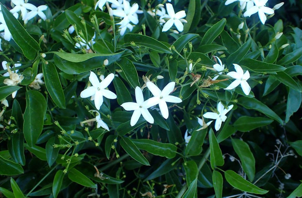 Jasmim dos Açores Saiba Tudo Sobre Essa Planta