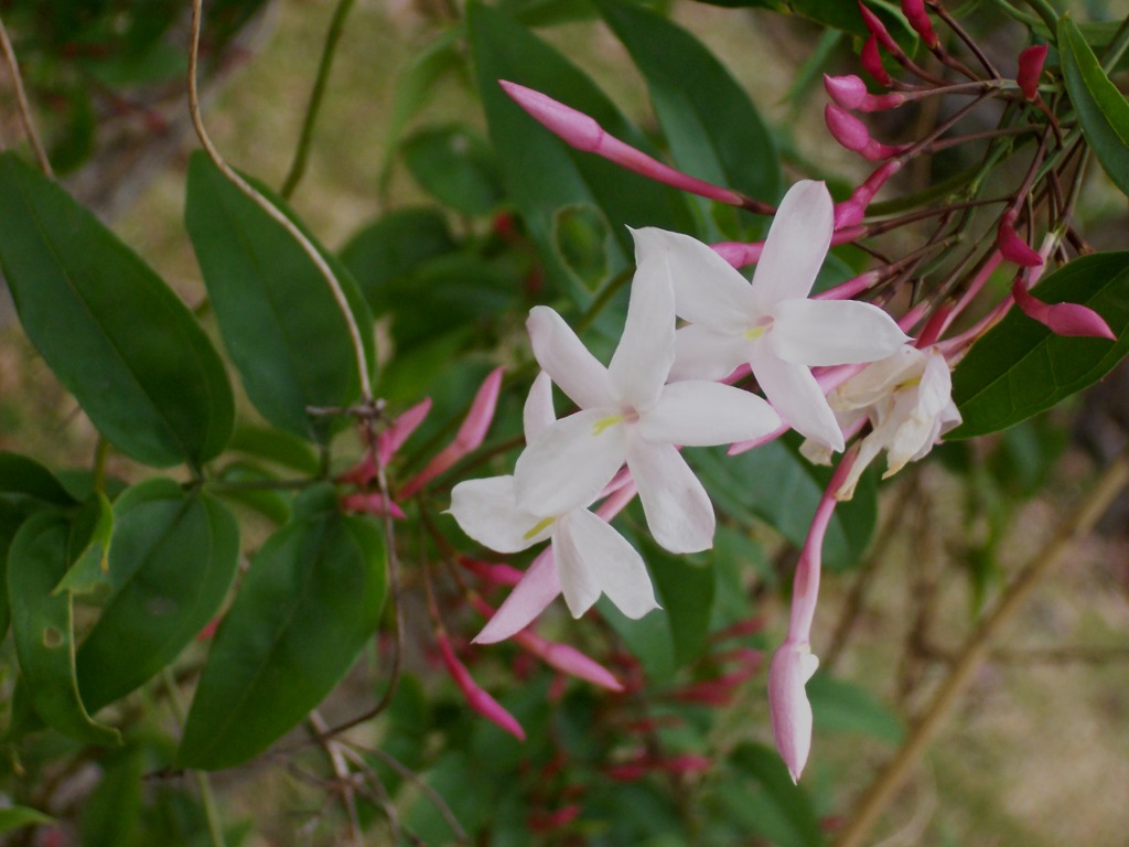 Jasmim dos Poetas: Flores