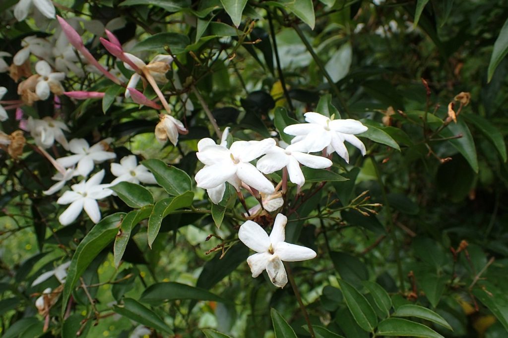 Jasmim dos Poetas Saiba Tudo Sobre Essa Planta