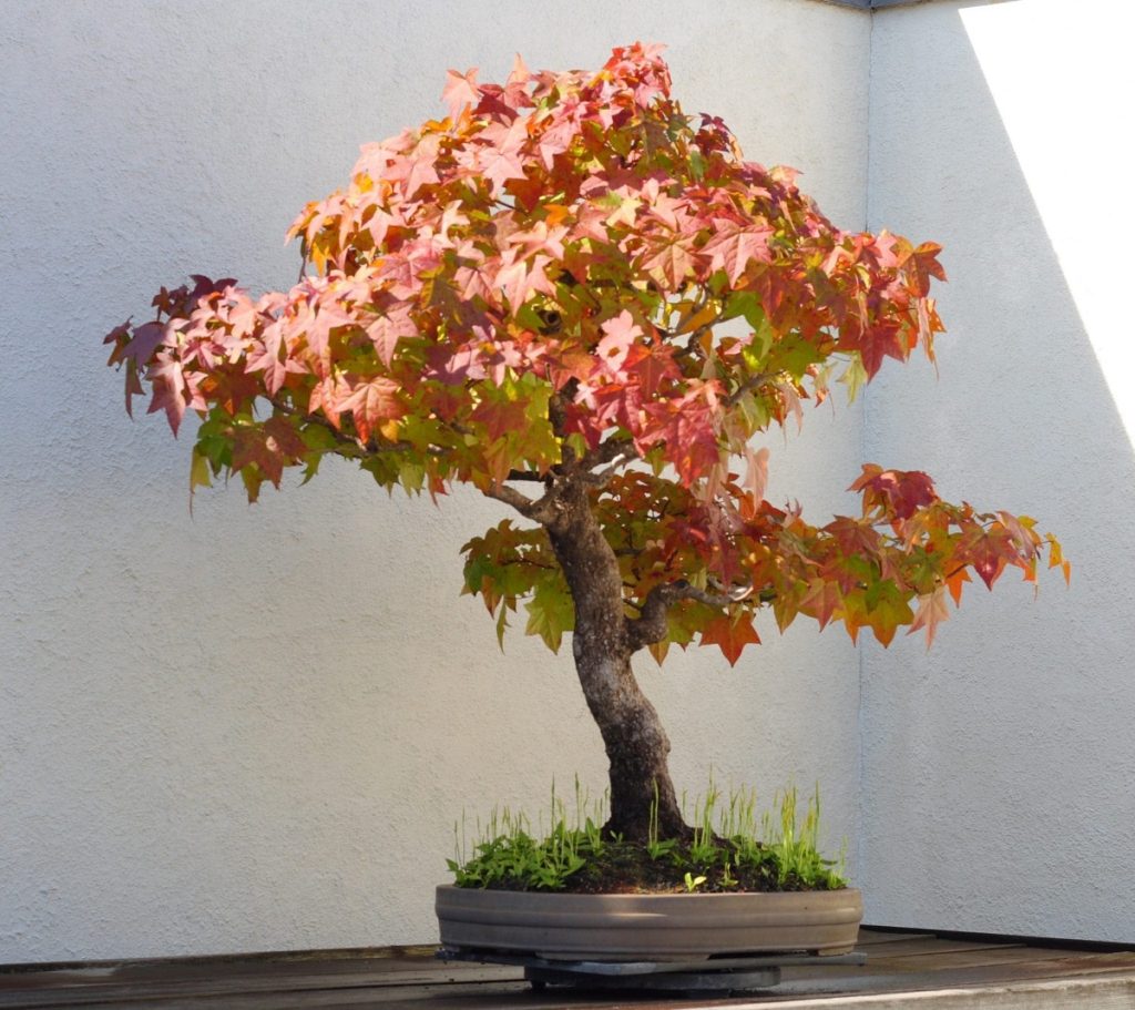 Liquidâmbar: Lindo Bonsai 