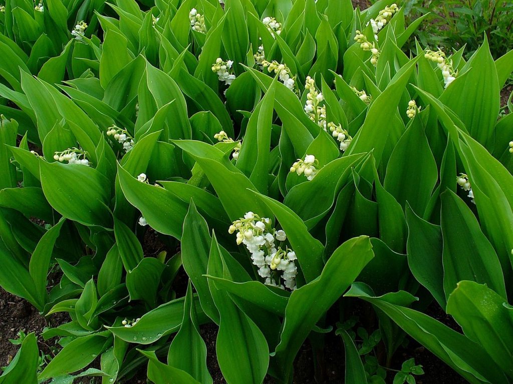 Lírio do Vale Saiba Tudo Sobre Essa Planta