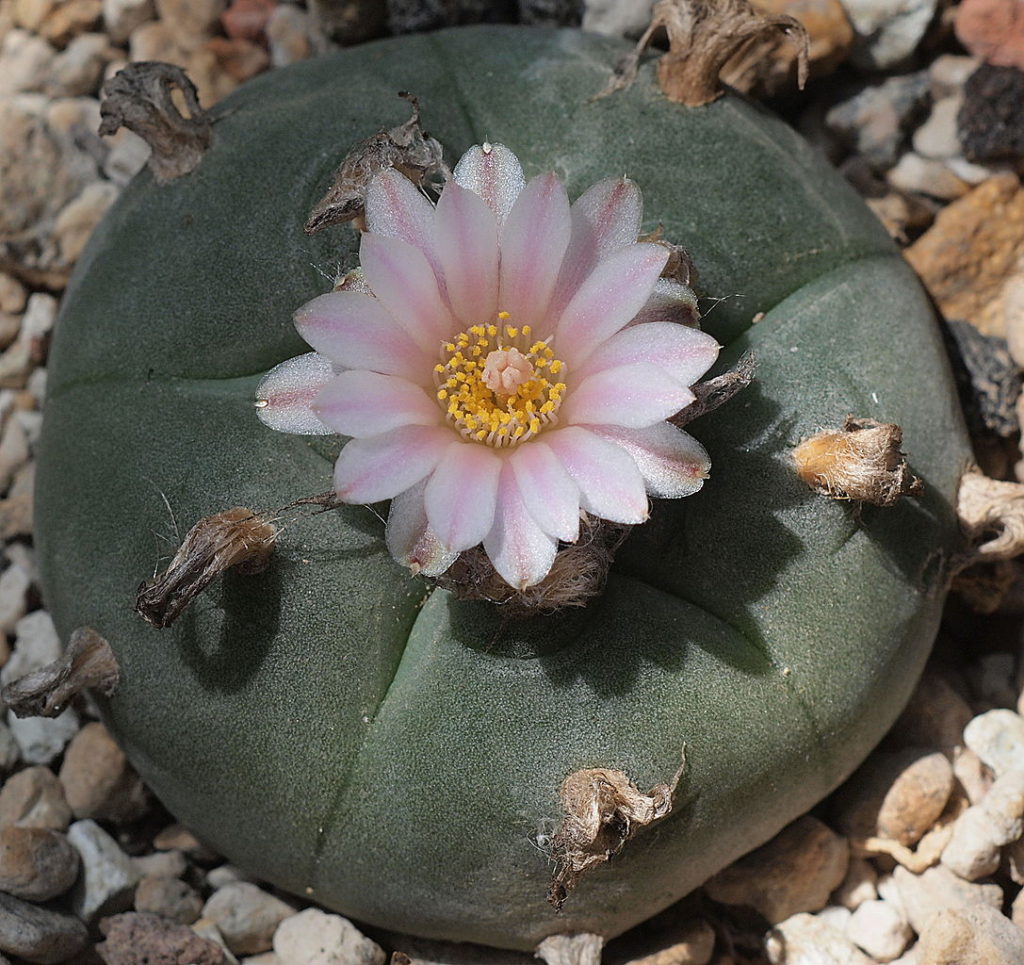 Lophophora Williamsii Tudo Sobre Esse Cacto