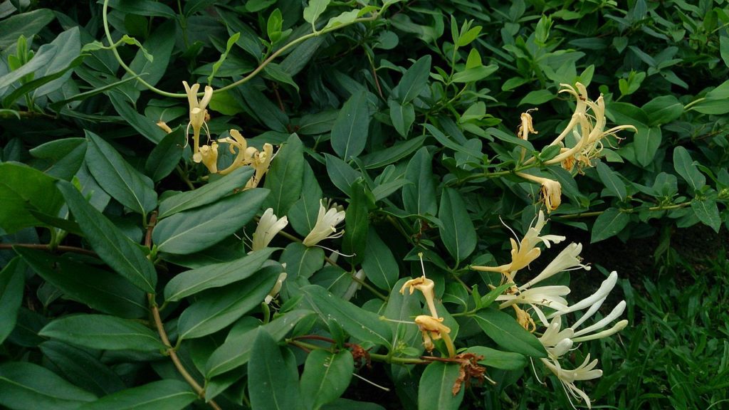 Madressilva Saiba Tudo Sobre Essa Planta