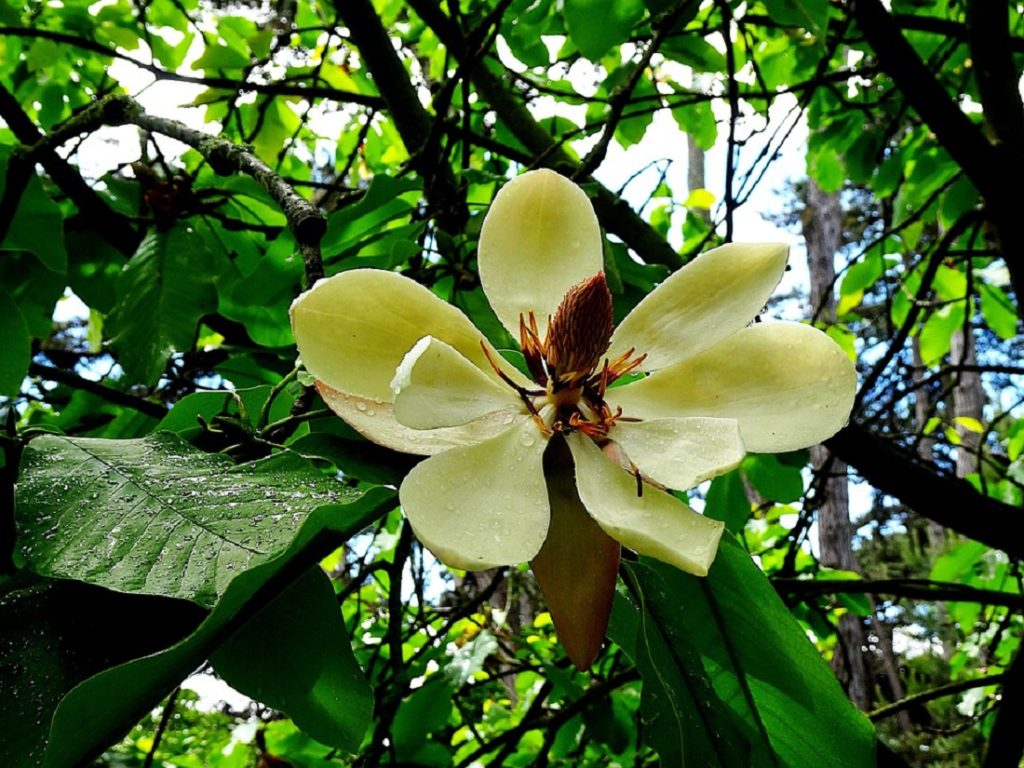 Magnolia Grandiflora Um Guia Sobre Essa Planta