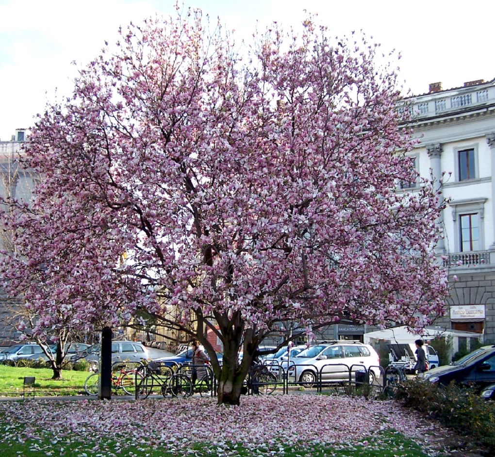 Magnolia Liliflora Saiba Tudo Sobre Essa Planta