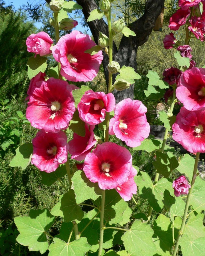 Malva Rosa: Saiba Tudo Sobre Essa Planta