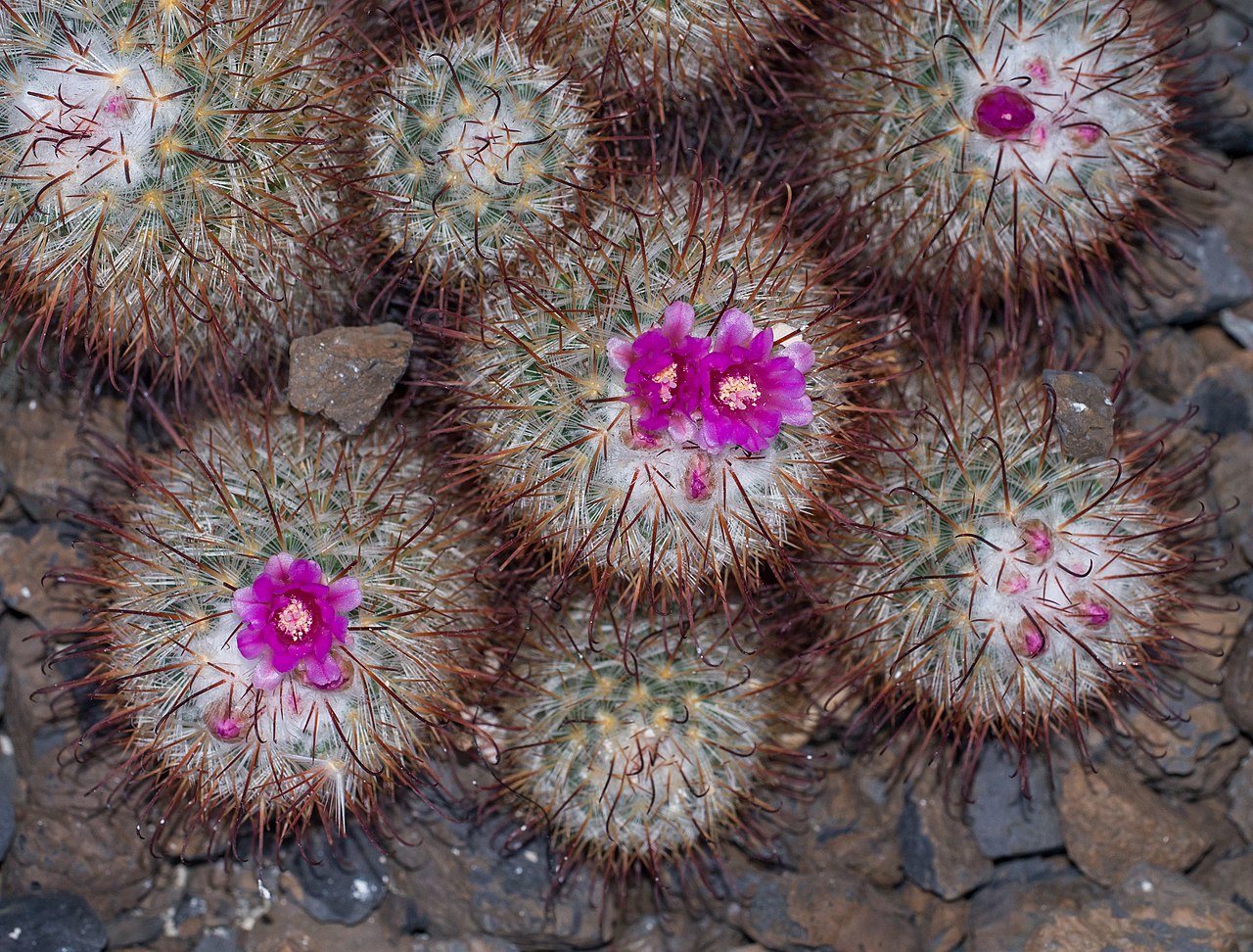 Mammillaria Bombycina Tudo Sobre Esse Cacto